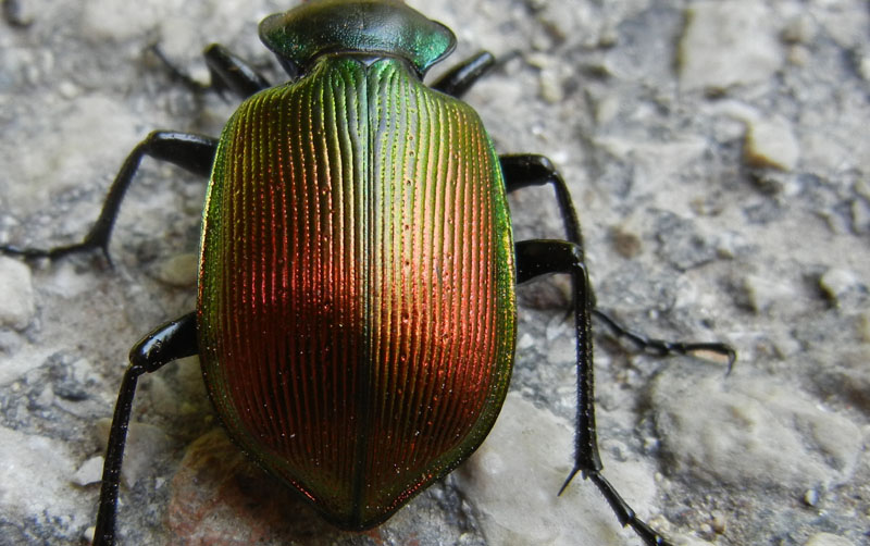 da determinare... Calosoma sycophanta